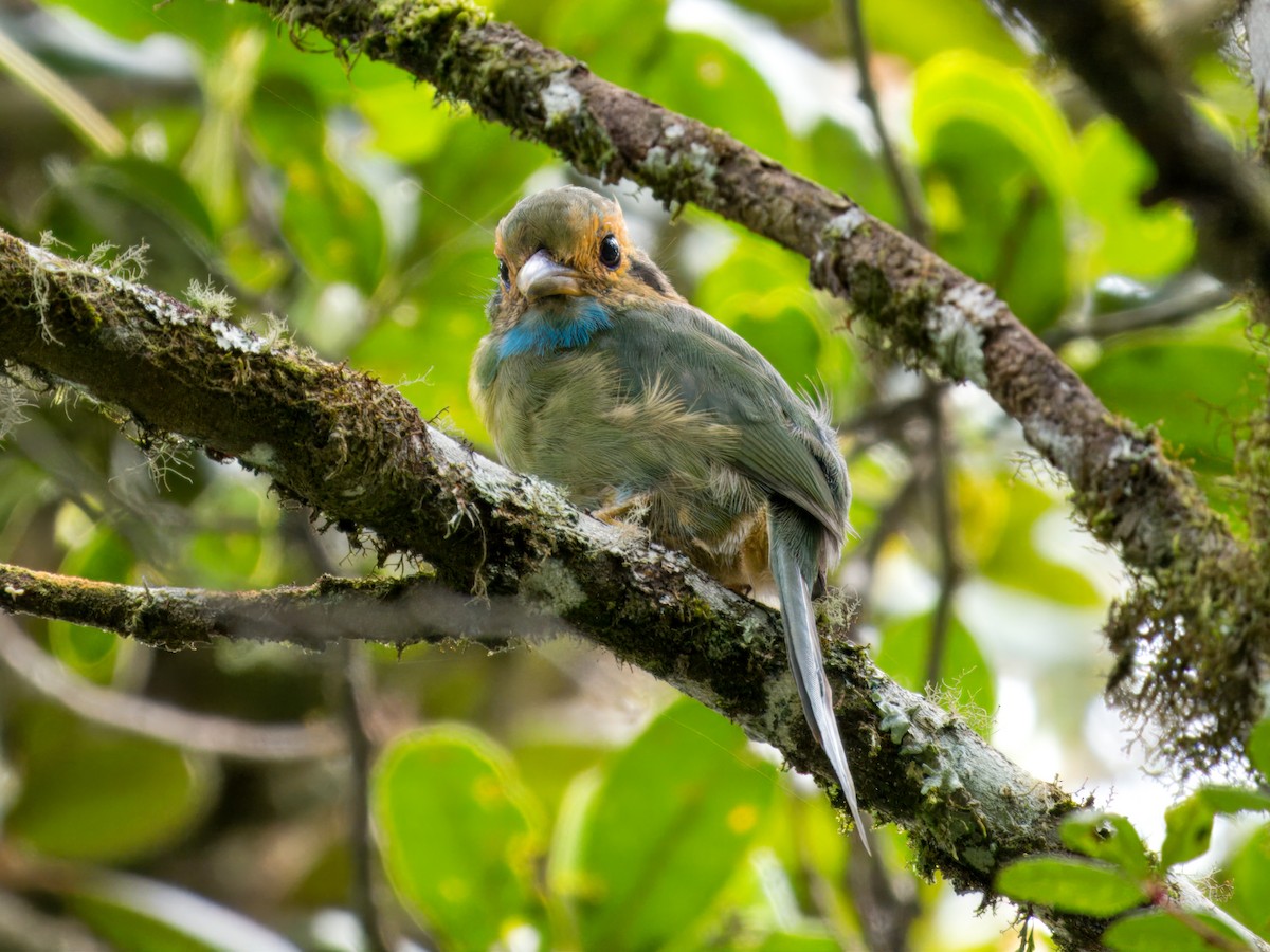 Blue-throated Motmot - ML641879075