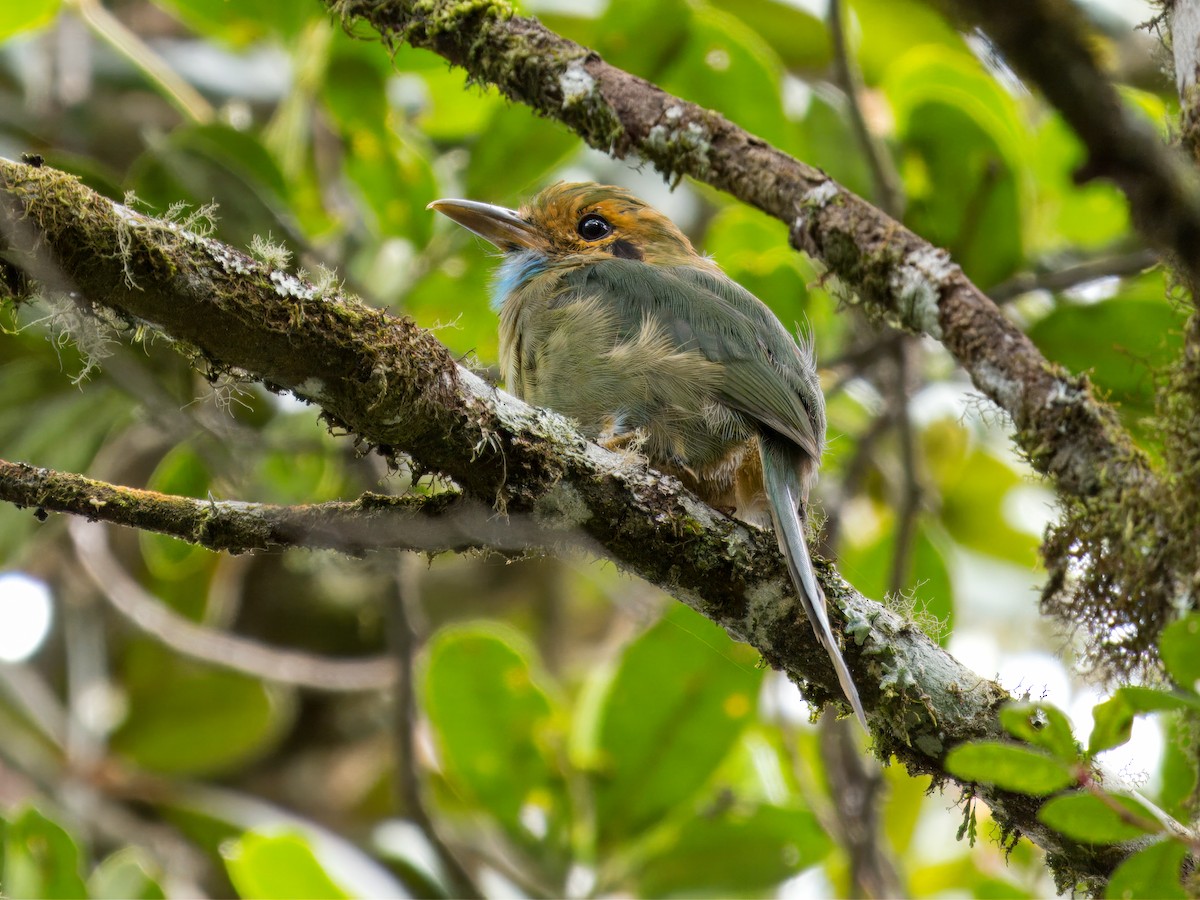 Blue-throated Motmot - ML641879076