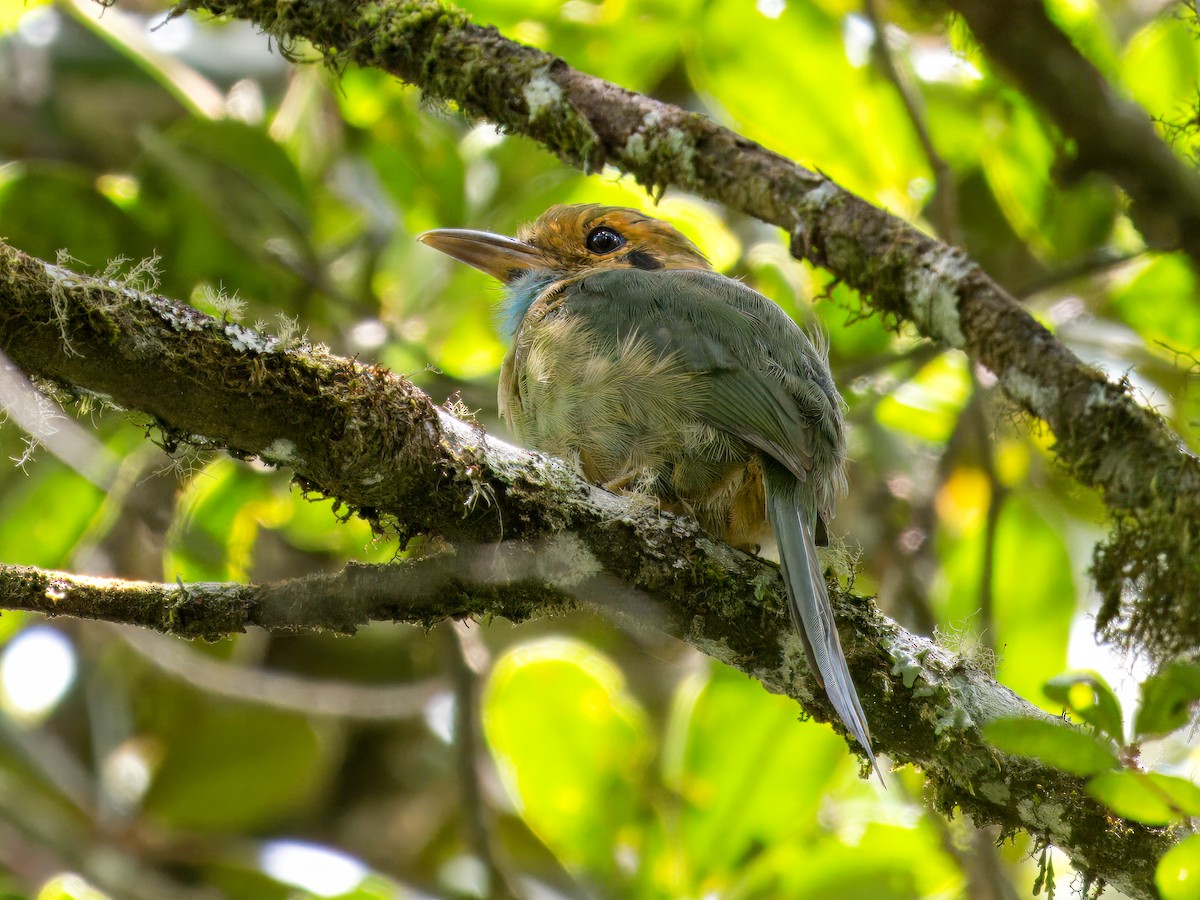 Blue-throated Motmot - ML641879082