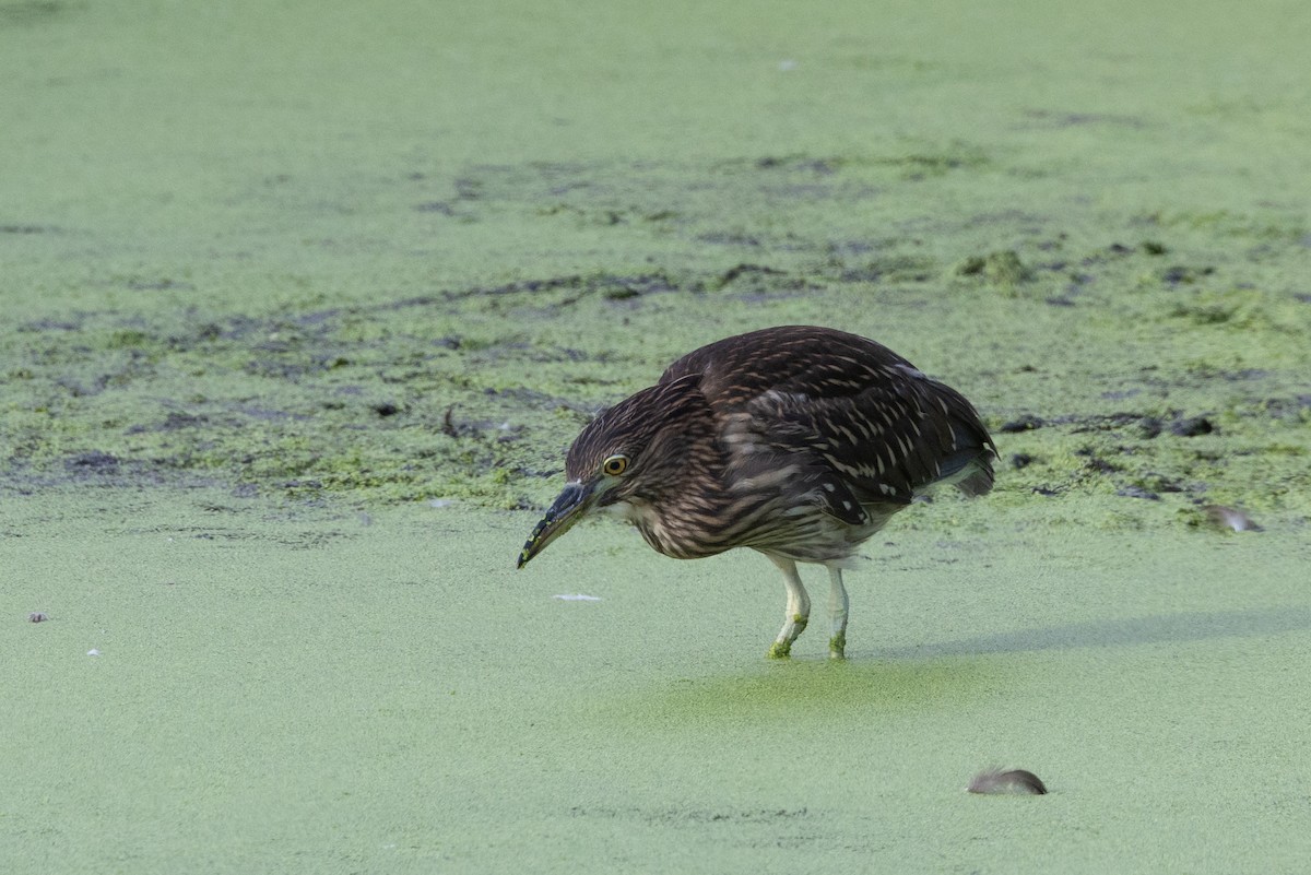Black-crowned Night Heron - ML641879083