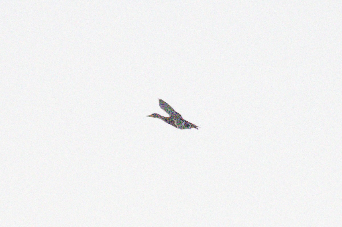 duck sp. - ML641879084