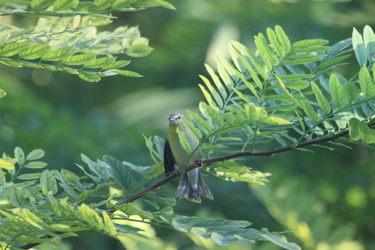 Tennessee Warbler - ML641879085