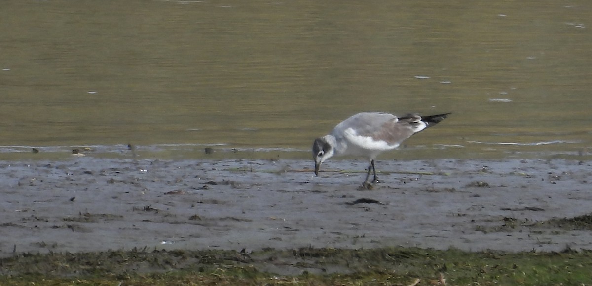 Franklin's Gull - ML641879088