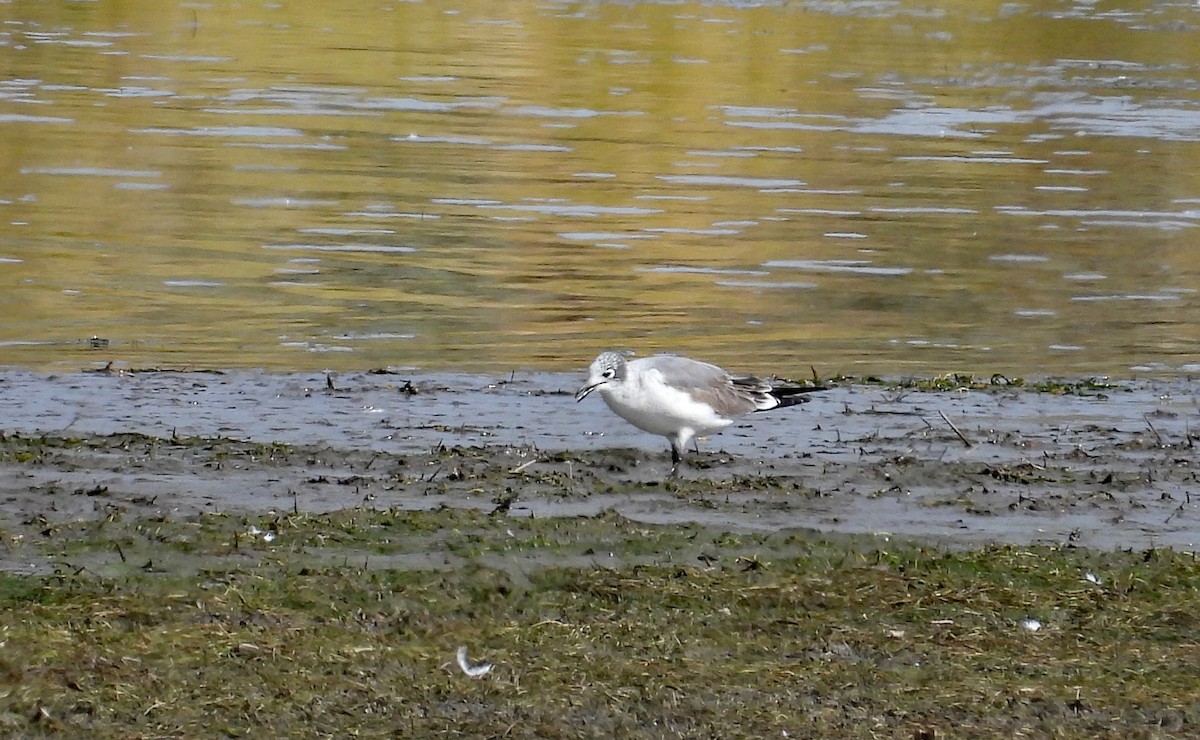 Franklin's Gull - ML641879089
