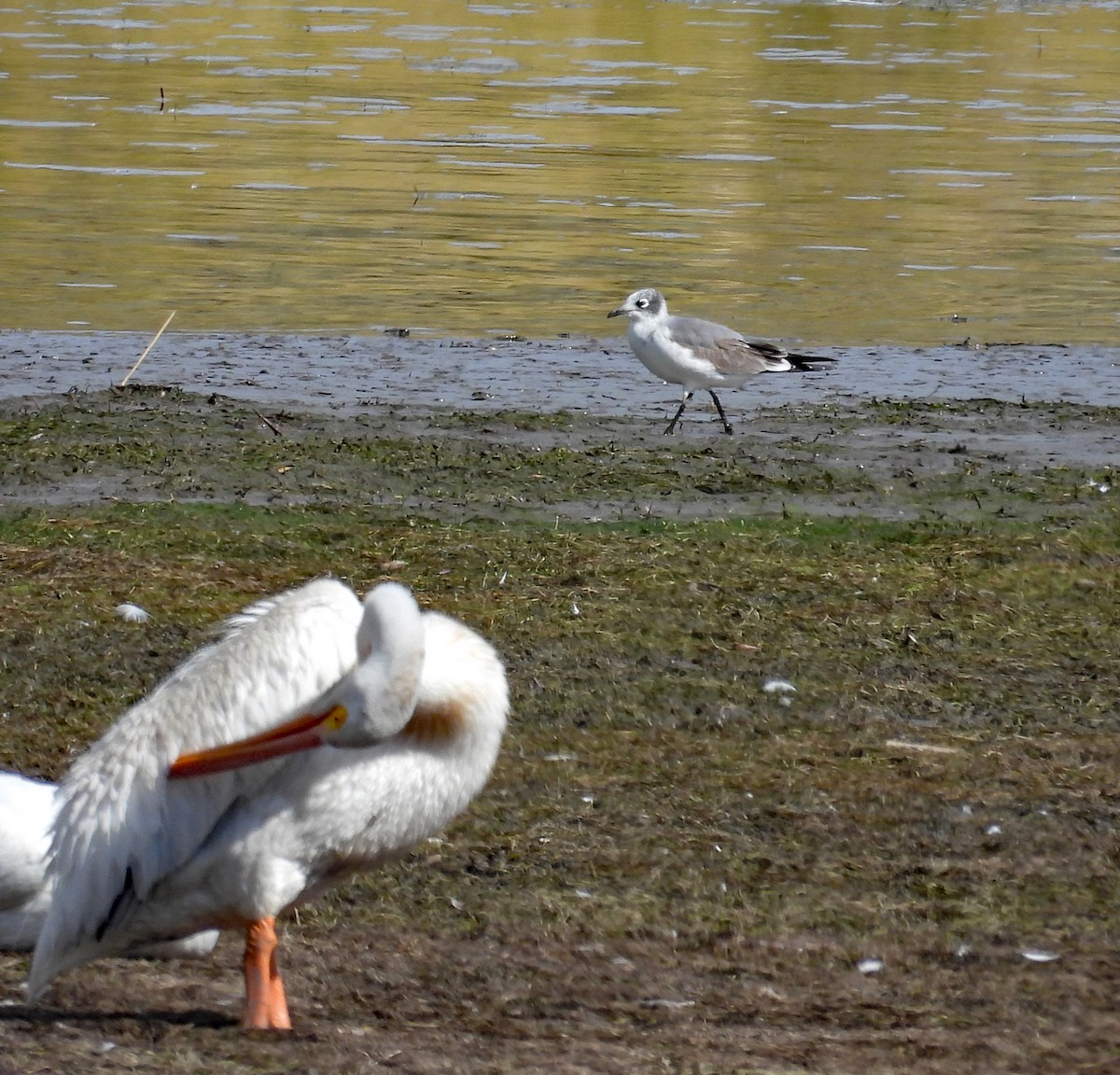 Franklin's Gull - ML641879090