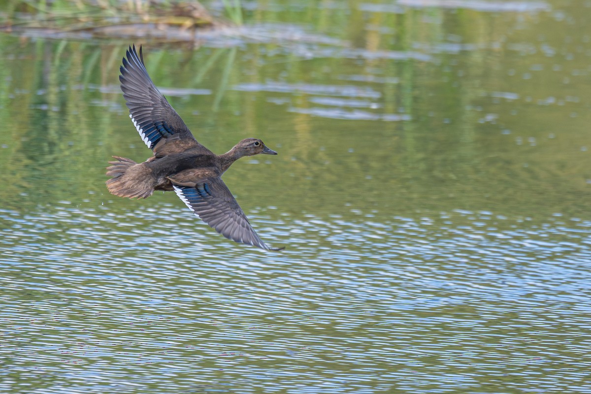 Wood Duck - ML641879092