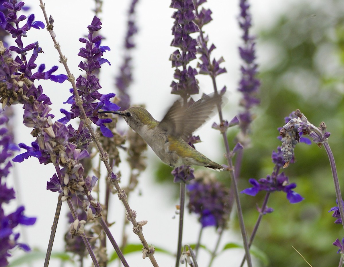Anna's Hummingbird - ML641879093