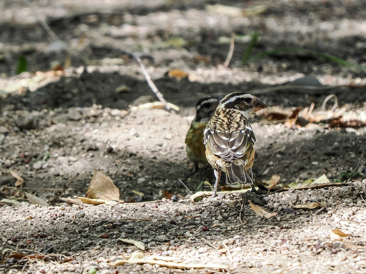 Black-headed Grosbeak - ML641879096