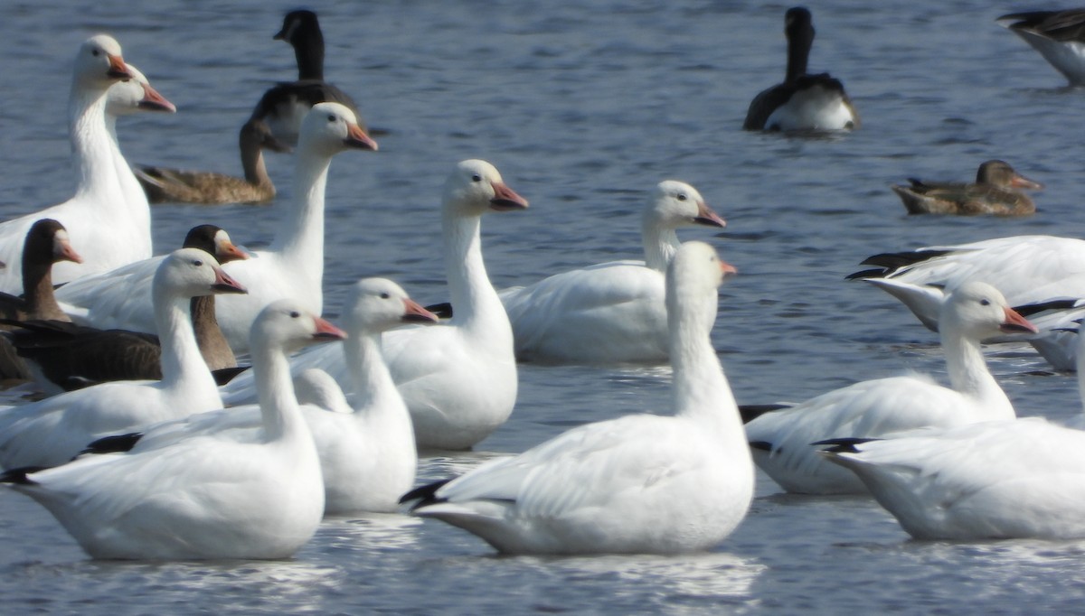 Snow Goose - ML641879098