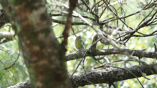 Blue-throated Motmot - ML641879103