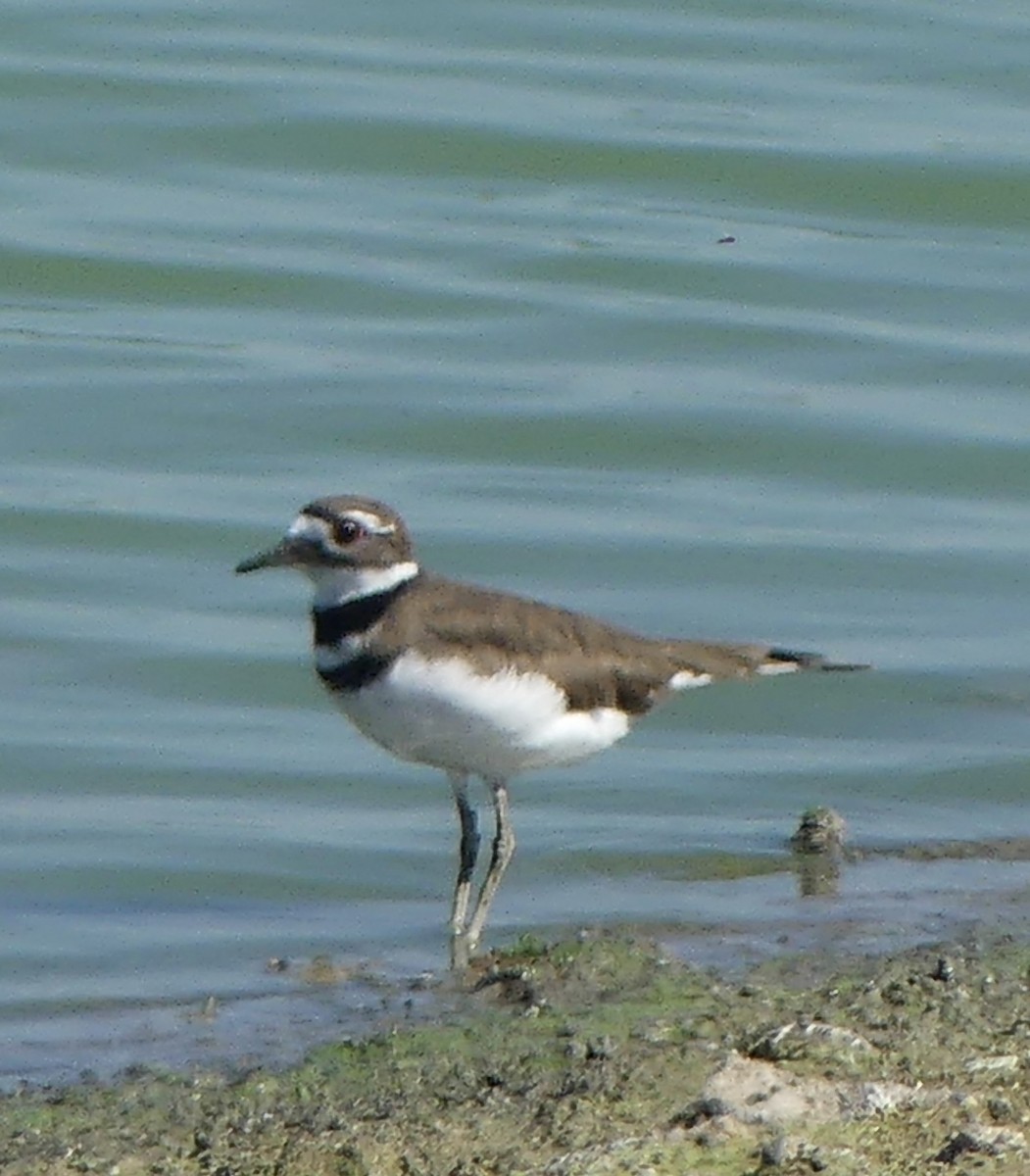Killdeer - ML641879104