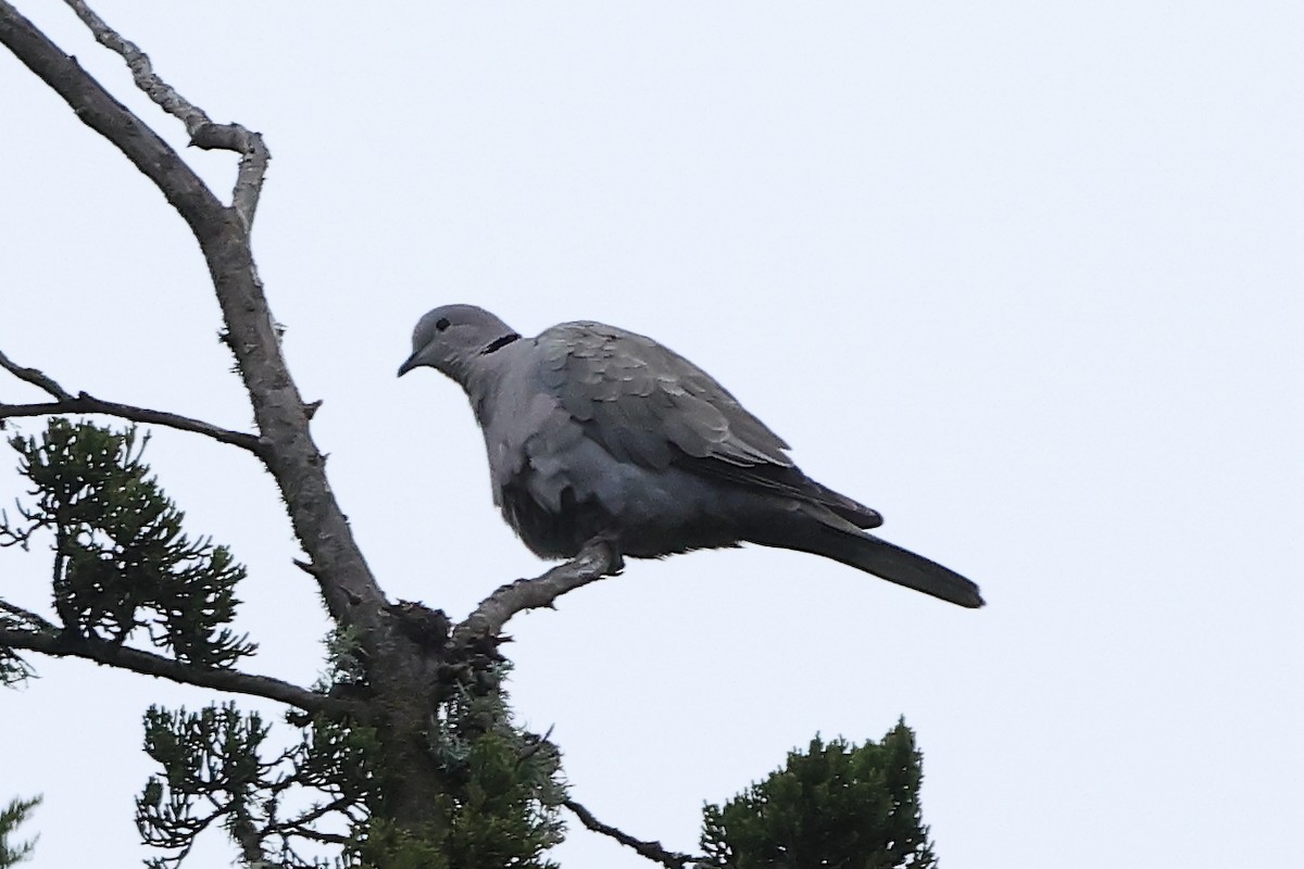 Eurasian Collared-Dove - ML641879105