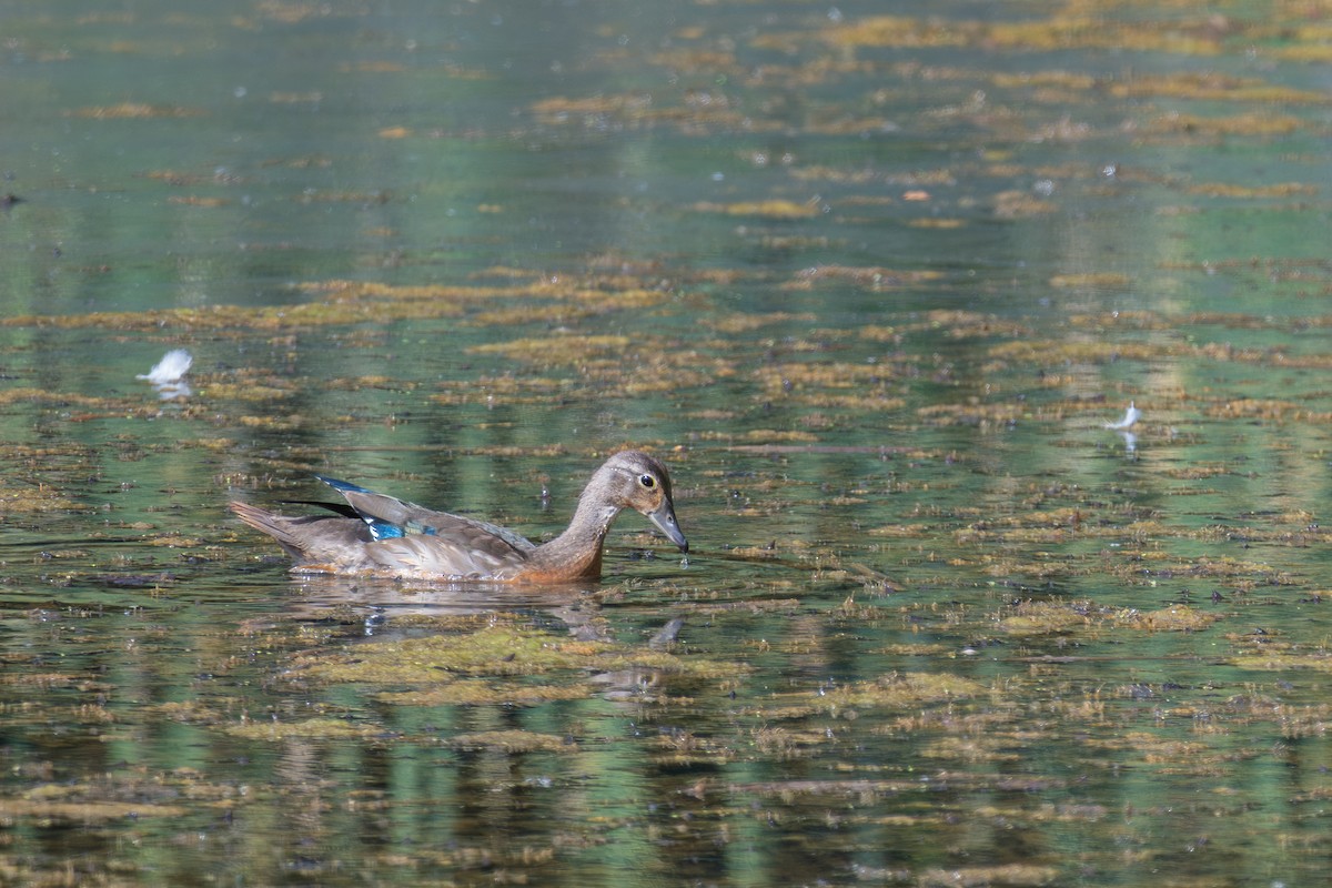 Wood Duck - ML641879106