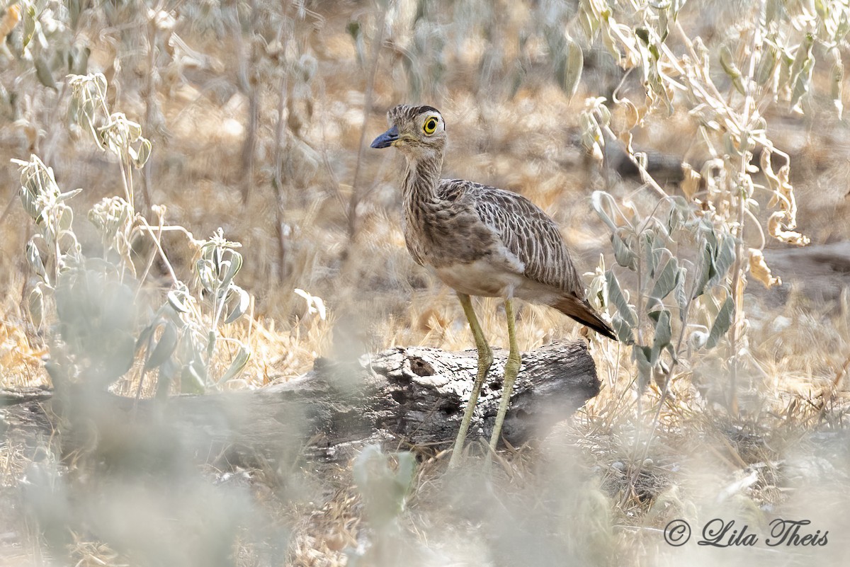 Double-striped Thick-knee - ML641879108