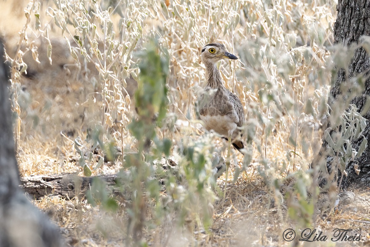 Double-striped Thick-knee - ML641879109