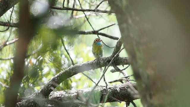 Blue-throated Motmot - ML641879114