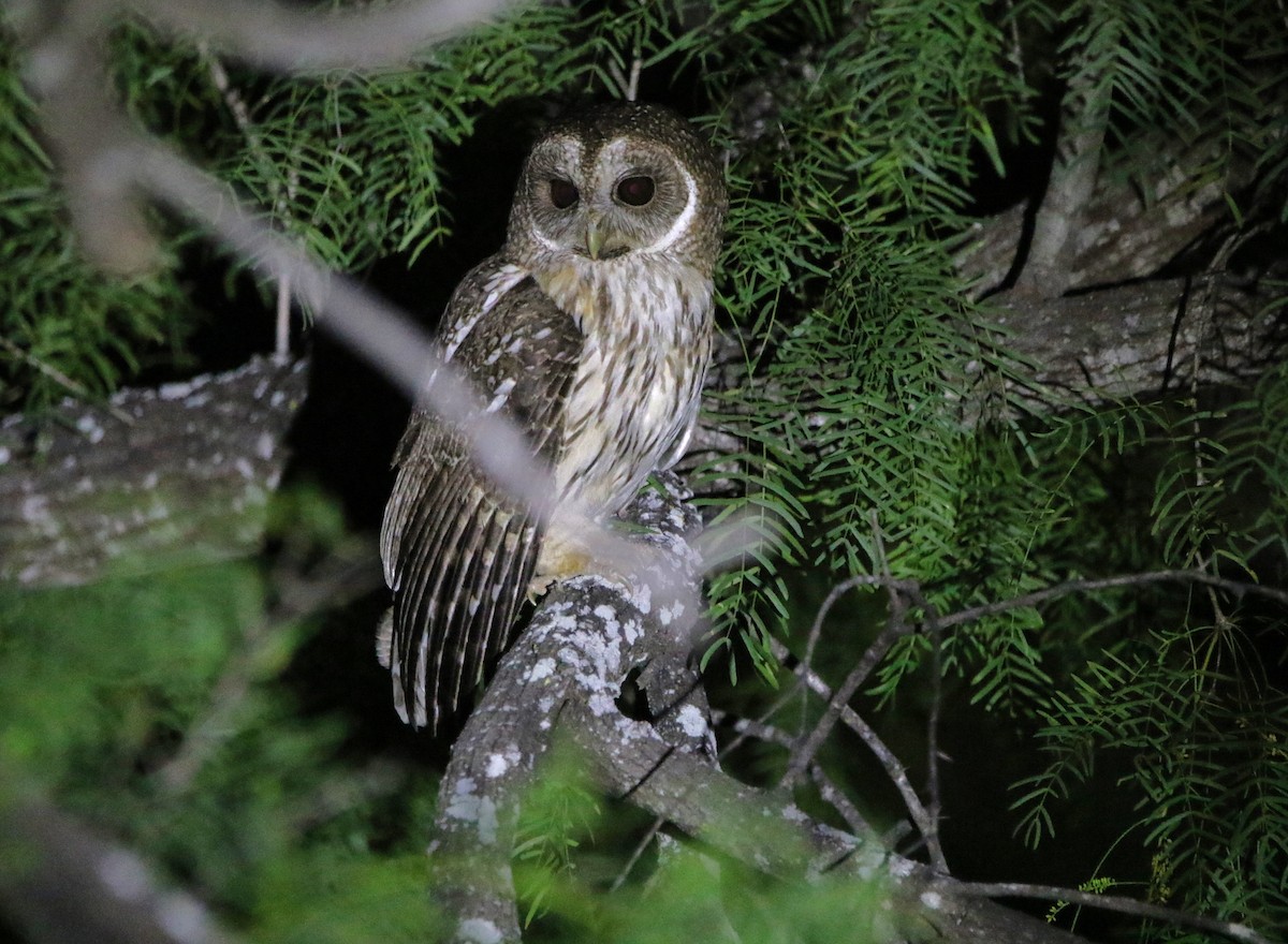 Mottled Owl - ML641879115