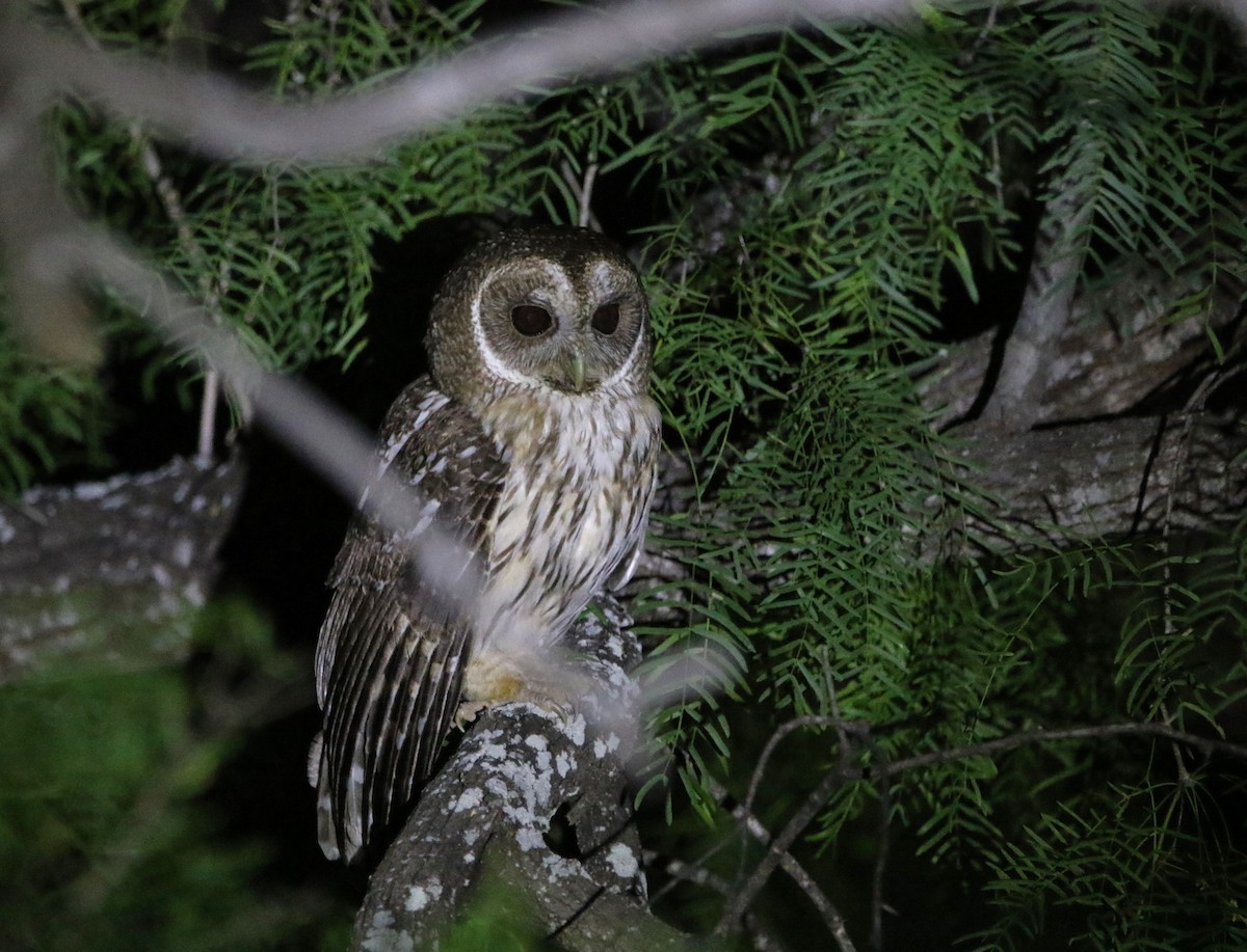 Mottled Owl - ML641879123