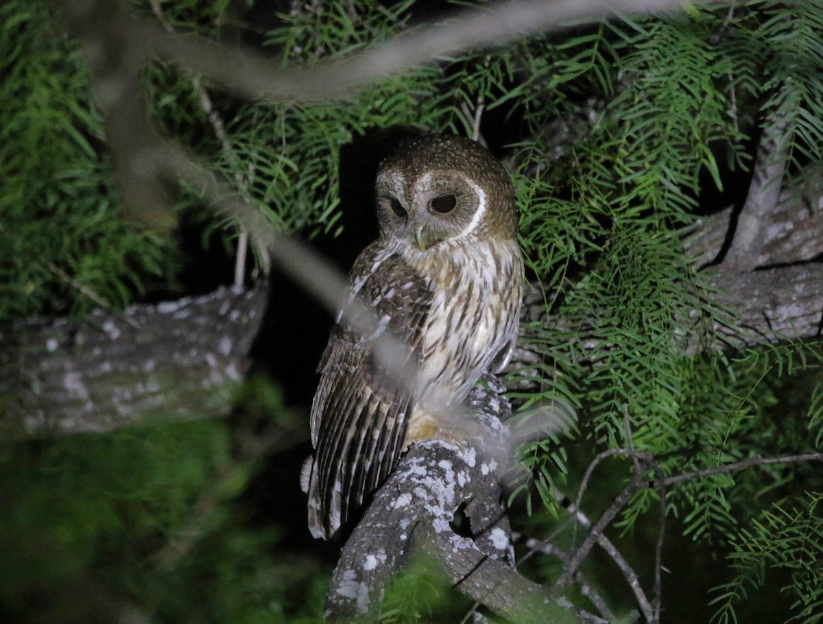 Mottled Owl - ML641879126