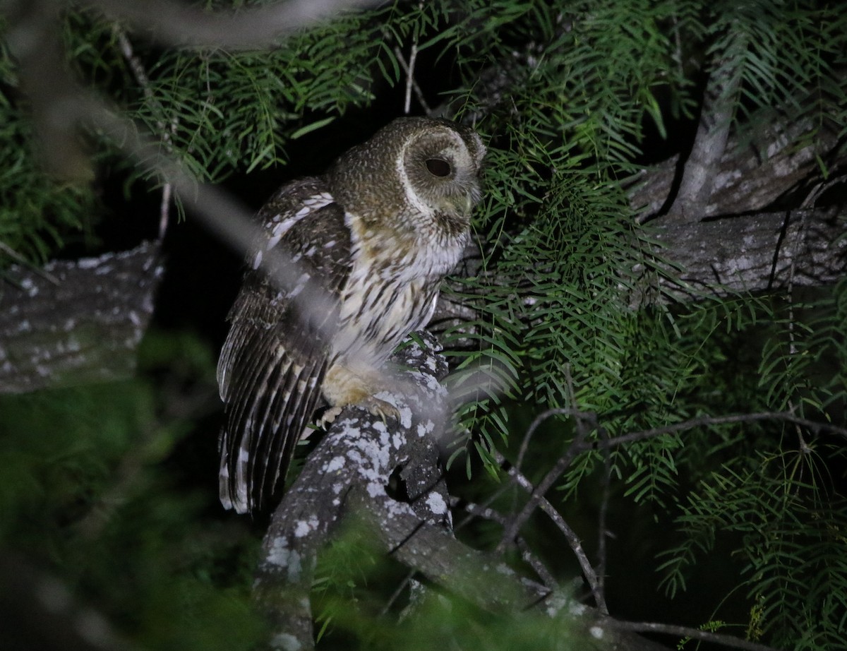 Mottled Owl - ML641879127