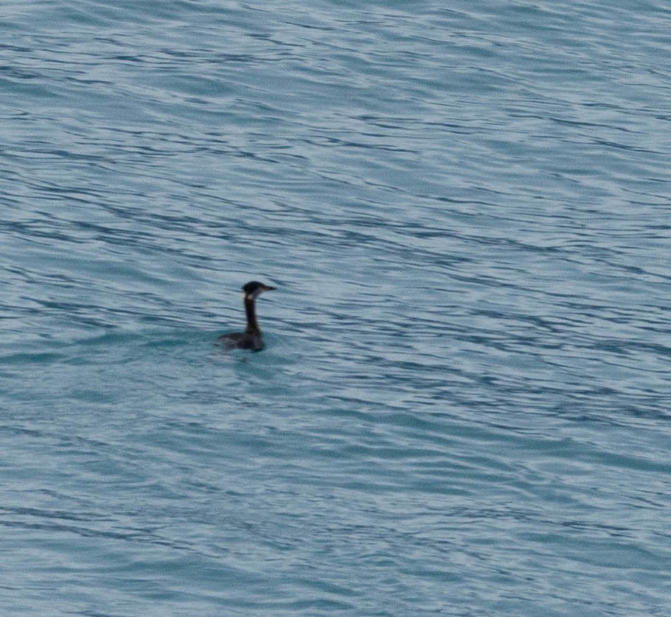 Red-necked Grebe - ML641879135