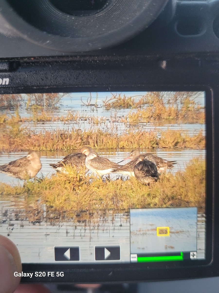 Hudsonian Godwit - ML641879151