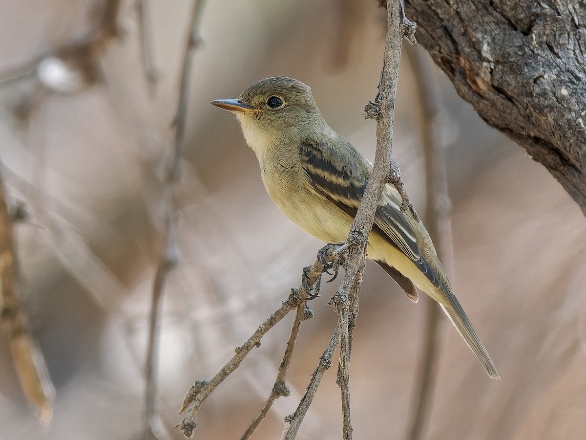 Mosquero Oscuro - ML641879179