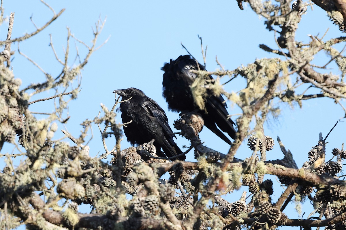 Common Raven - ML641879197