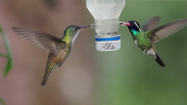 White-eared Hummingbird - ML641879227