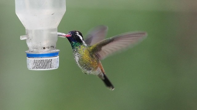 White-eared Hummingbird - ML641879230