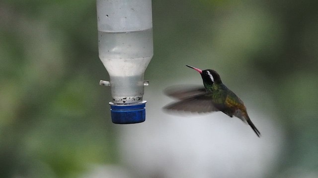 White-eared Hummingbird - ML641879231