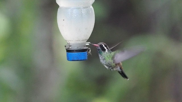 White-eared Hummingbird - ML641879232