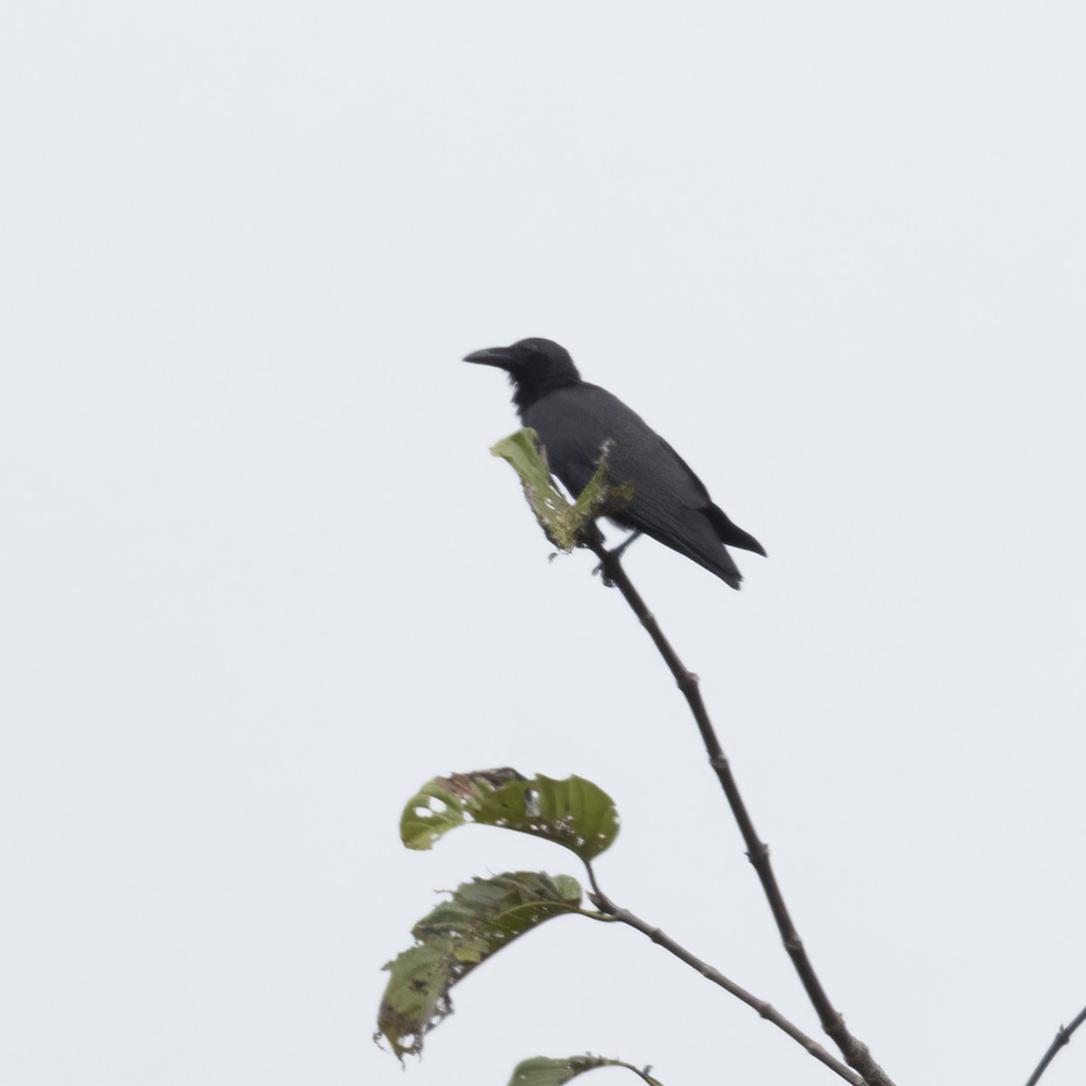 Sulawesi Crow - ML641879241