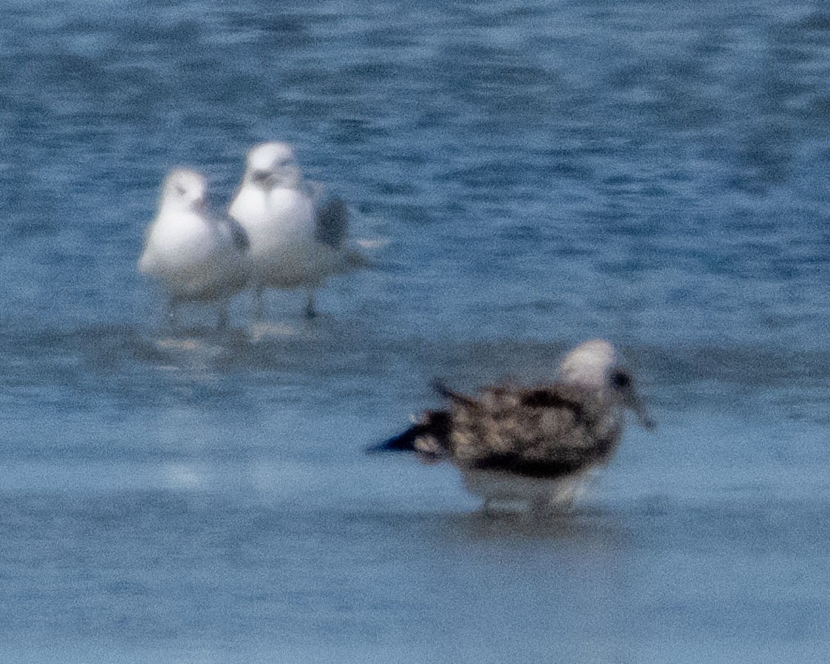 gull sp. - ML641879242