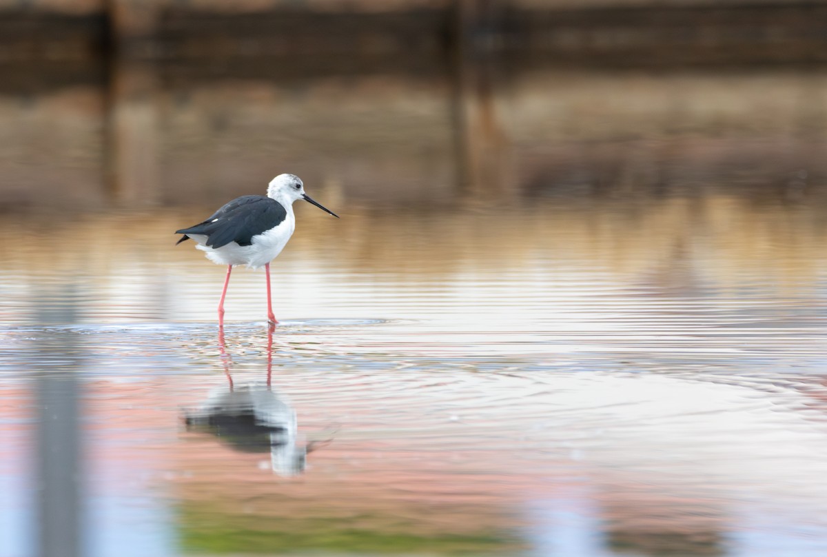Black-winged Stilt - ML641879255