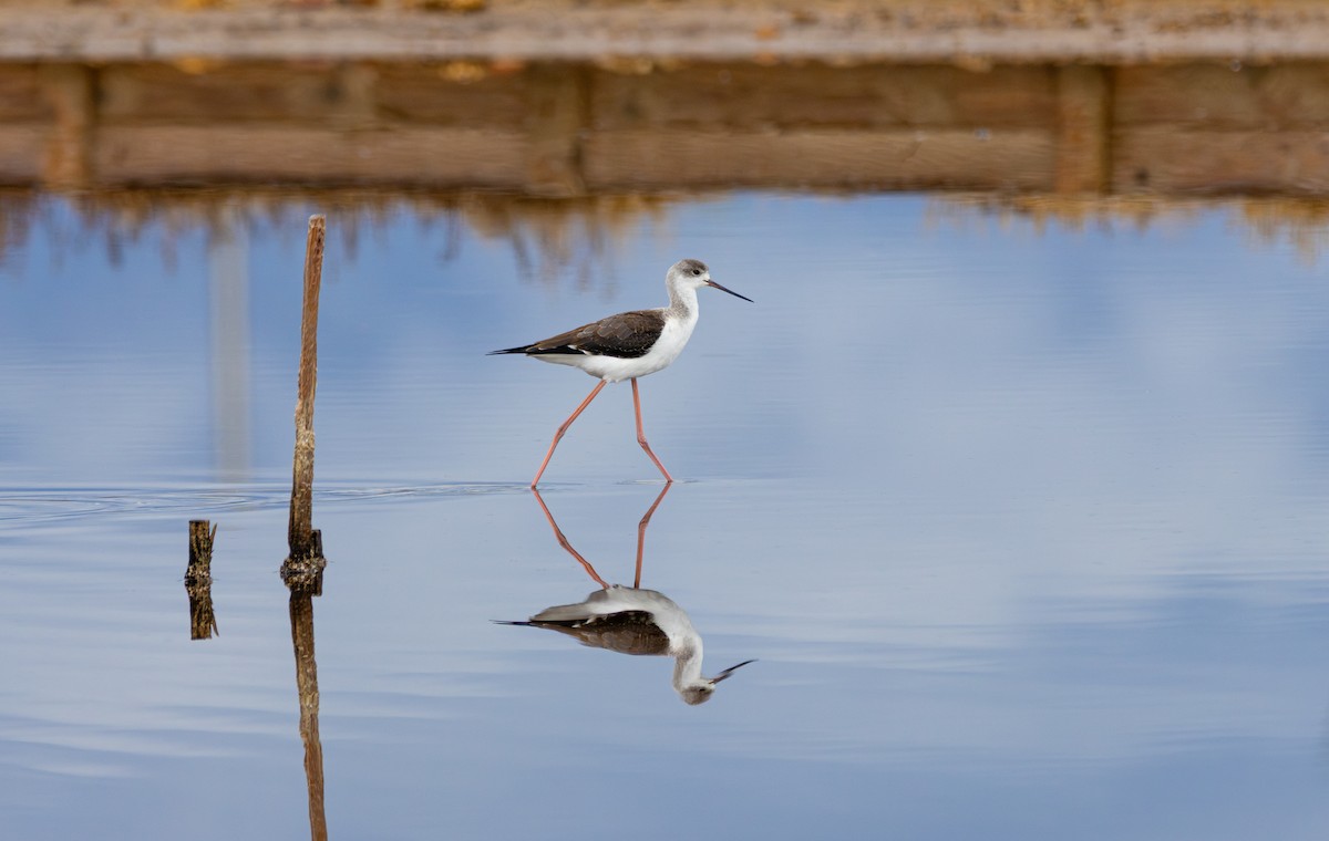 Black-winged Stilt - ML641879256