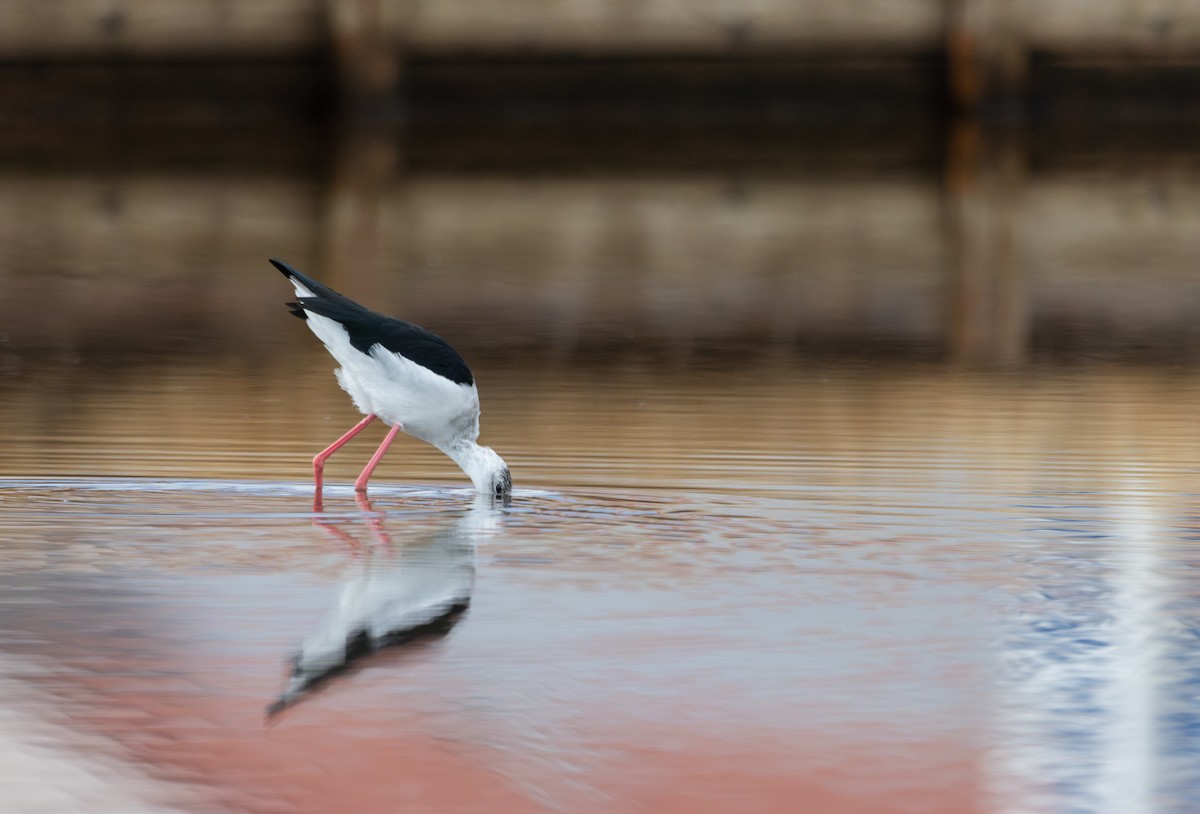 Black-winged Stilt - ML641879259