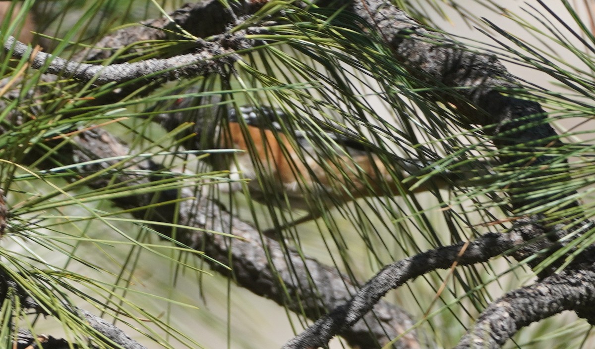 Spotted Towhee - ML641879275