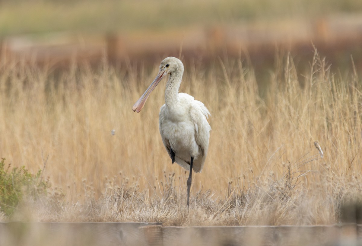 Eurasian Spoonbill - ML641879282