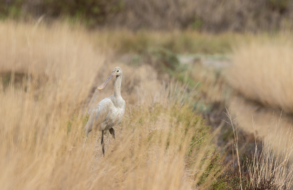 Eurasian Spoonbill - ML641879283