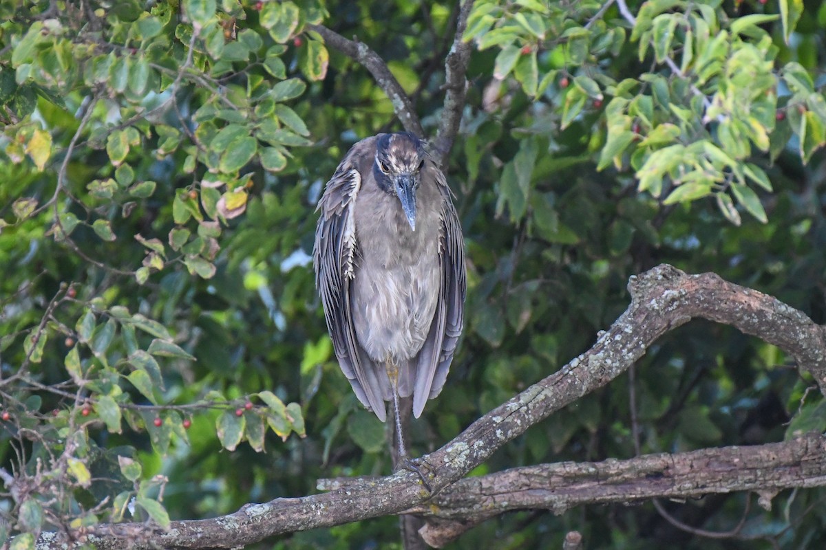Yellow-crowned Night Heron - ML641879328