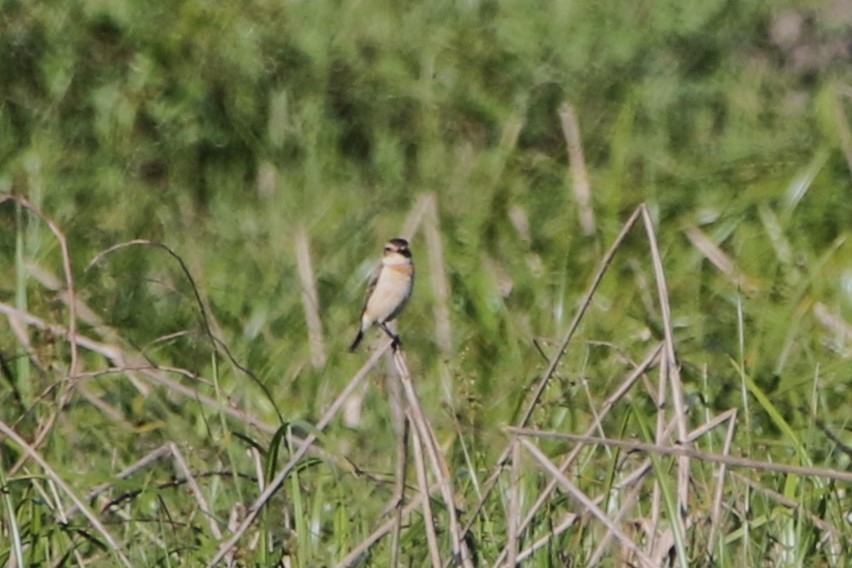 Amur Stonechat - ML641879336