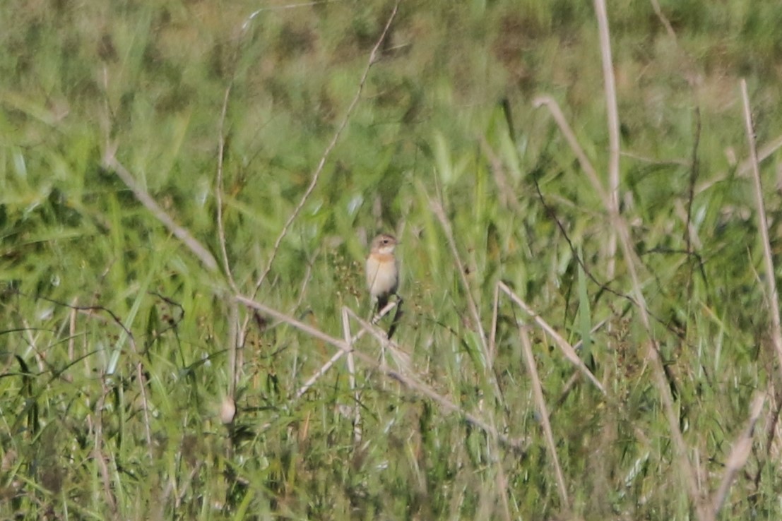 Amur Stonechat - ML641879343