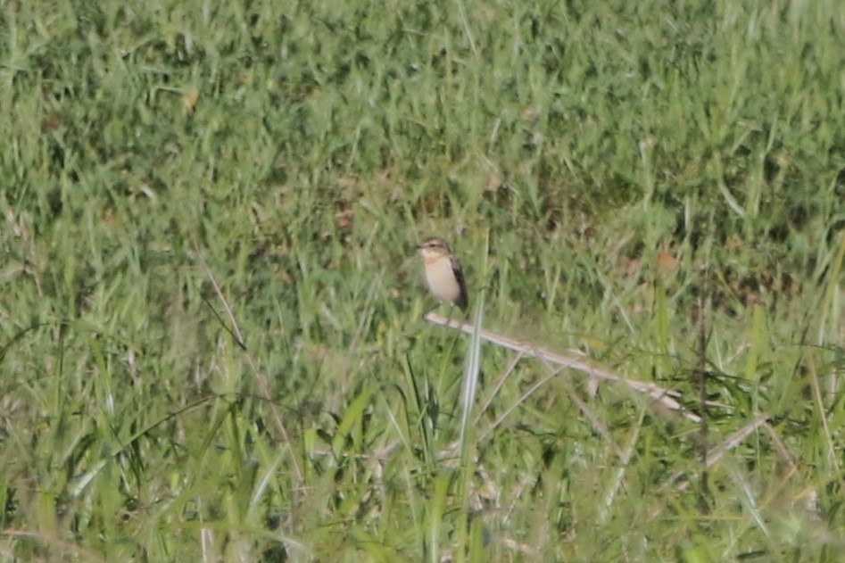Amur Stonechat - ML641879344