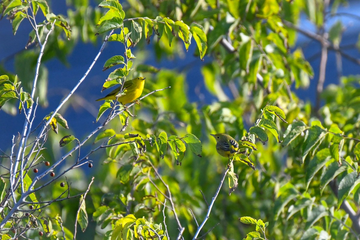 Yellow Warbler - ML641879347