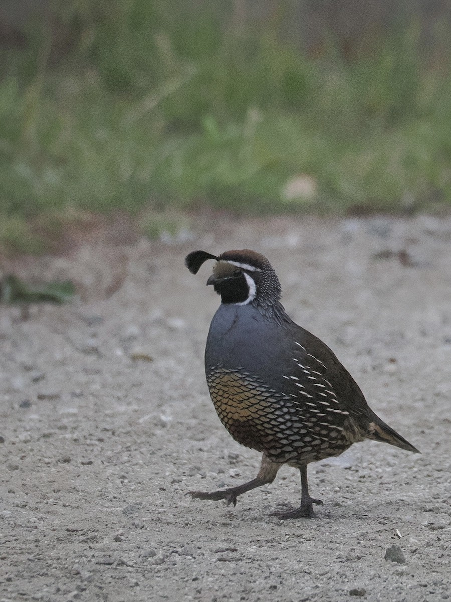 California Quail - ML641879350