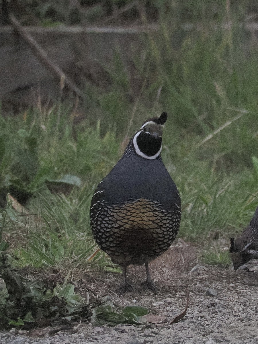 California Quail - ML641879351