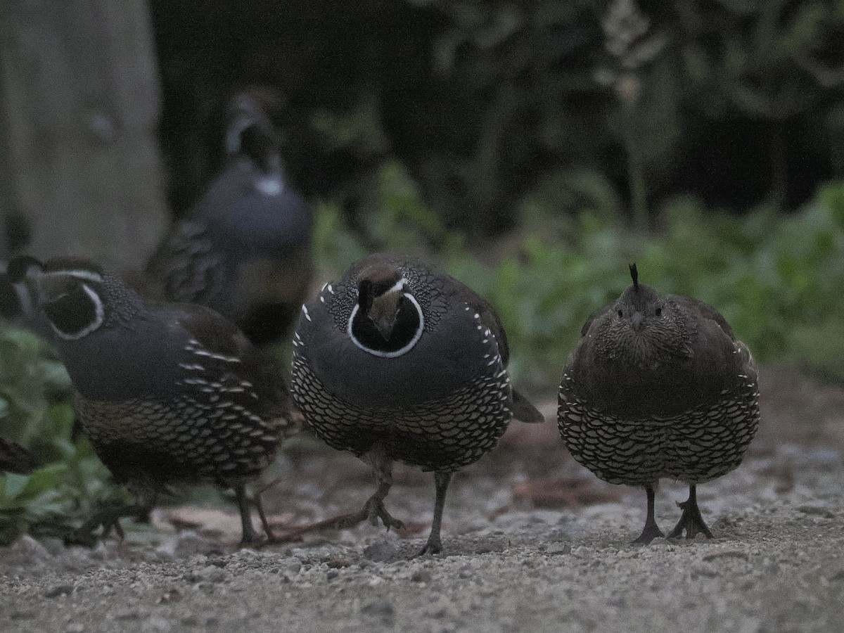 California Quail - ML641879355