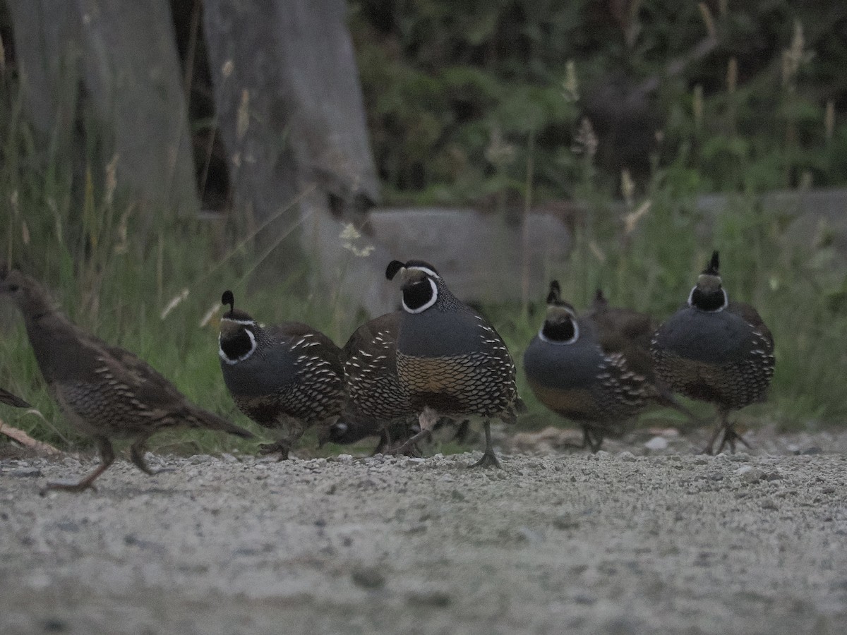 California Quail - ML641879356