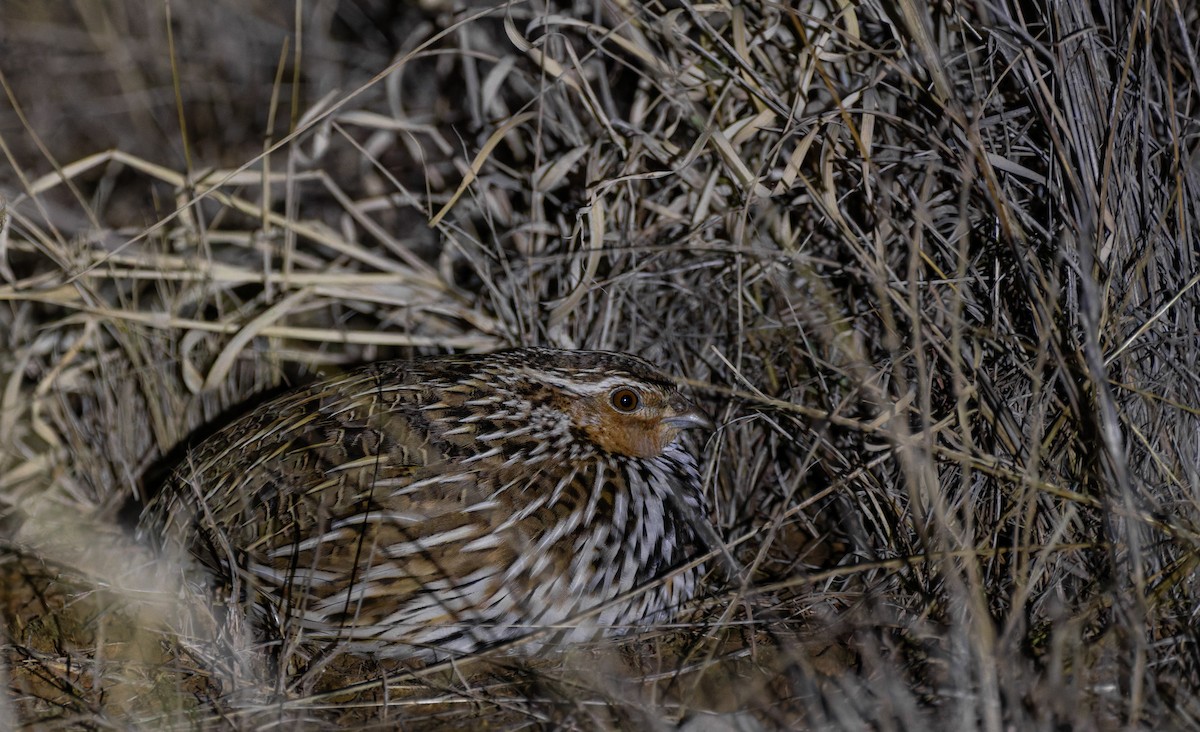 Stubble Quail - ML641879360